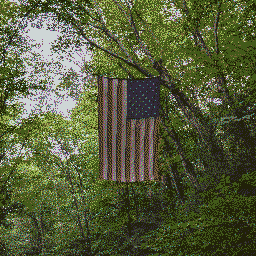 Flag An American Flag hanging in the woods